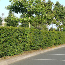 100 native hornbeam for sale  NEWTOWNARDS