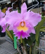 Orchidea orchidea cattleya usato  Spedire a Italy