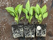 Lot carolina reaper for sale  Monongahela