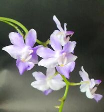 Orchid orchid doritis for sale  Shipping to Ireland