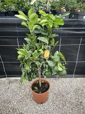 Citrus orange bizzarria for sale  HELSTON