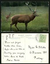 Stag reindeer deer for sale  UK