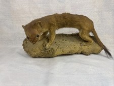 Präparierte echte marder gebraucht kaufen  Tutzing