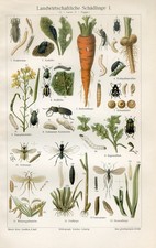 1895 pest bugs d'occasion  Expédié en Belgium