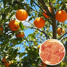 Citrus sinensis cara d'occasion  Pouzauges