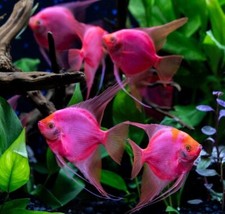 Starfire red angel for sale  Haslet