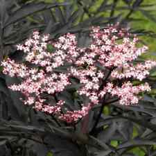 Sambucus black beauty for sale  BEDFORD