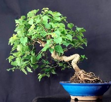 bonsai ciliegio usato bonsai ciliegio usato Cison di Valmarino