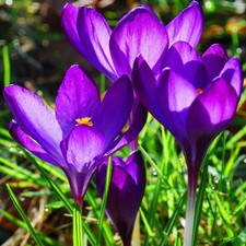 Bot krokusse elfenkrokus gebraucht kaufen  Emden
