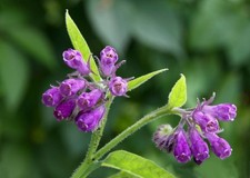 Bocking comfrey root d'occasion  Expédié en Belgium