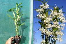 Dendrobium nobile var. d'occasion  Fumel