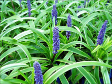 Liriope muscari gold for sale  Decatur
