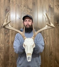 fake taxidermy for sale fake taxidermy for sale Port Matilda