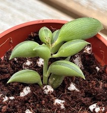 String bananas senico for sale  South Boston