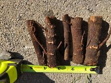 Fastest growing tree for sale  Parrottsville