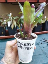 Neoregelia gezpacho vaso usato  Villanova di Camposampiero