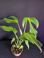 Monstera burle marx for sale Monstera burle marx for sale  LUTON