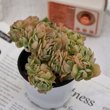 Echeveria peach pride for sale  Northport