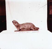 Loutre animal empaillé d'occasion  Paris V