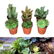 Sempervivum succulent plant for sale  GLASGOW