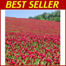 Crimson clover seeds for sale  Voorhees