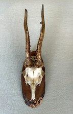 Pair tall antique for sale  Saint Marys