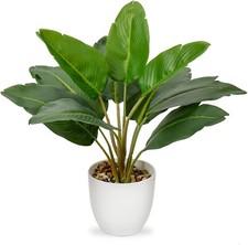 Hollyone 37cm tall for sale  ARUNDEL