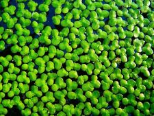 Tablespoon 150g duckweed for sale  LONDON