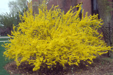 Forsythia lynwood 9cm for sale  CRANBROOK