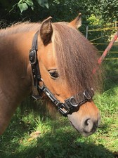 Kappzaum pro reitsport gebraucht kaufen  Marburg
