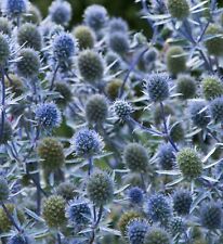 Eryngium planum alpine for sale  BARNSTAPLE