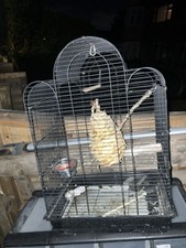 Str2 pet bird for sale  BRADFORD