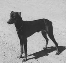 1950s beloved pet for sale  Mission