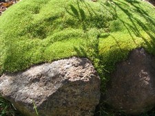 Scleranthus biflorus seeds for sale  Fort Bragg