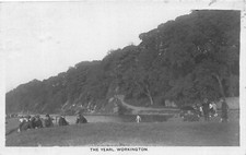 Workington yearl posted for sale  CROWBOROUGH
