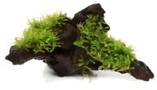 java moss vesicularia dubyana for sale  NEWTON ABBOT