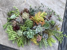 100 assorted succulent for sale  Carmel