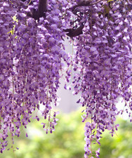 Chinese wisteria live for sale  Staten Island