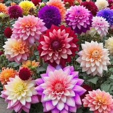 Dahlia variabilis opera for sale  BRADFORD