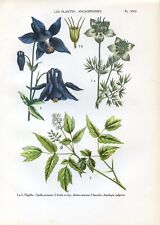 Botanical nigella cohosh d'occasion  Saint-Cyprien