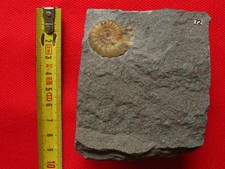 Ammonite sinémurien promicroc d'occasion  La Chapelle-Saint-Luc