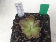 Pinguicula esseriana potosiens for sale Pinguicula esseriana potosiens for sale  ROTHERHAM