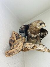 Mäusebussard bussard greifvog gebraucht kaufen  Burghausen