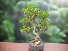 Year ficus retusa for sale  Freeport