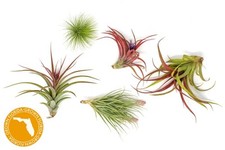Premium florida grown for sale  Saint Augustine