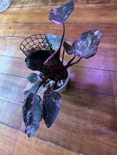 Philodendron pink princess d'occasion  Expédié en Belgium
