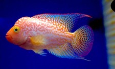 Kingkamfa flowerhorn golden for sale  Snellville