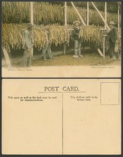 Australia old postcard for sale  UK
