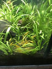 Crevettes aquarium d'occasion  Pluvigner