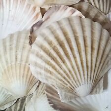 Large natural scallop for sale  PLYMOUTH